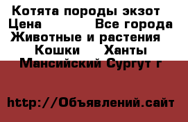 Котята породы экзот › Цена ­ 7 000 - Все города Животные и растения » Кошки   . Ханты-Мансийский,Сургут г.